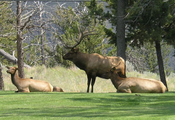 Elk group