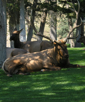 sleeping elk