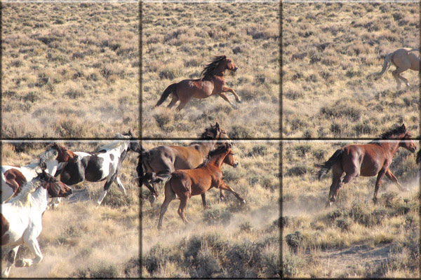 wild Horses